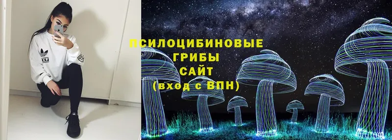 KRAKEN зеркало  Трубчевск  Псилоцибиновые грибы Psilocybine cubensis 